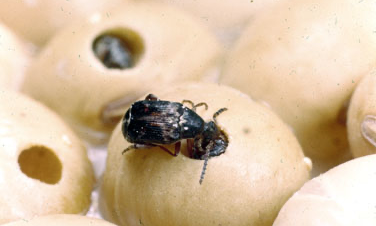 (image for) Beetles/Weevils